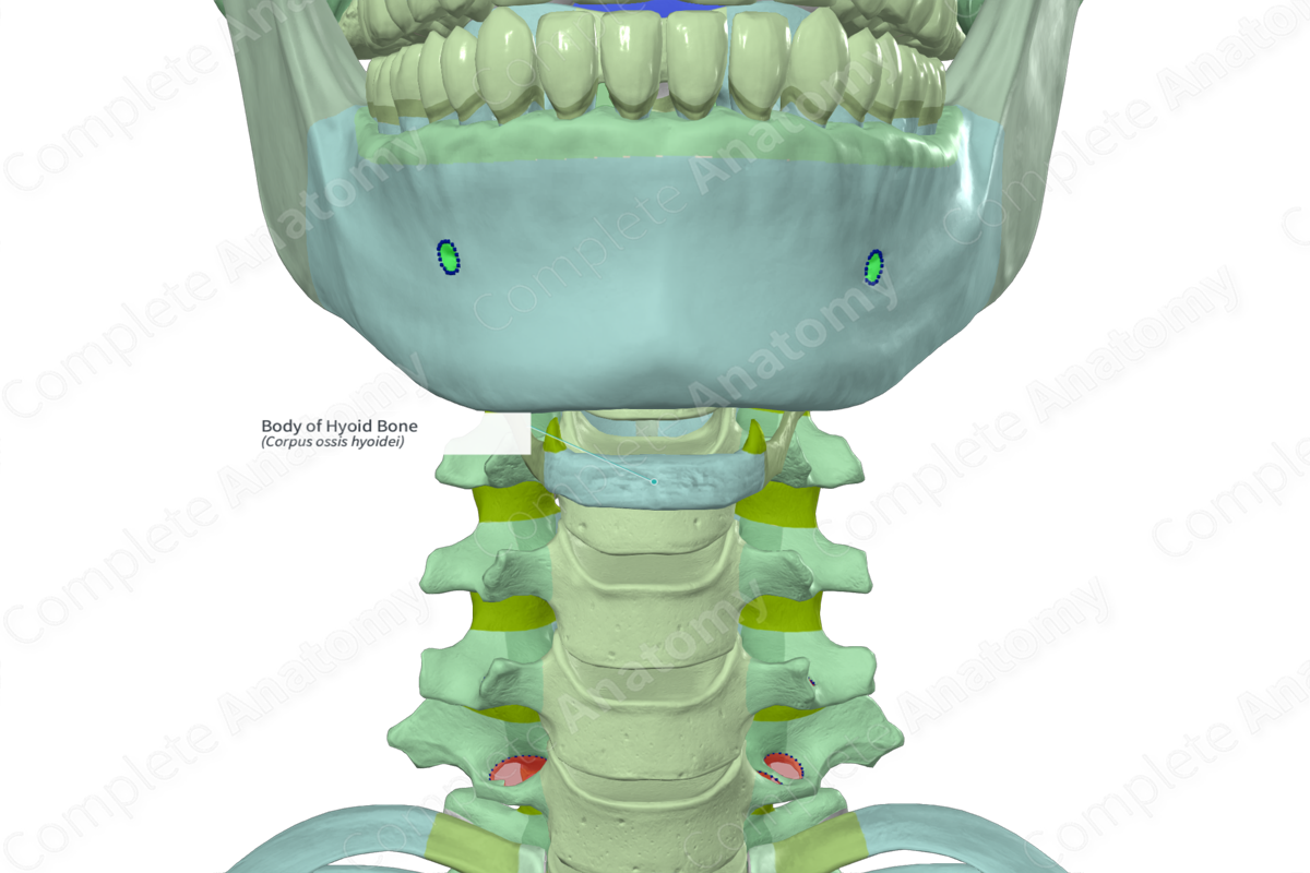 Body of Hyoid Bone | Complete Anatomy