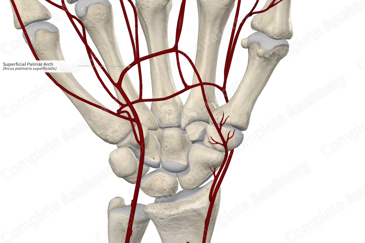 Superficial Palmar Arch Complete Anatomy