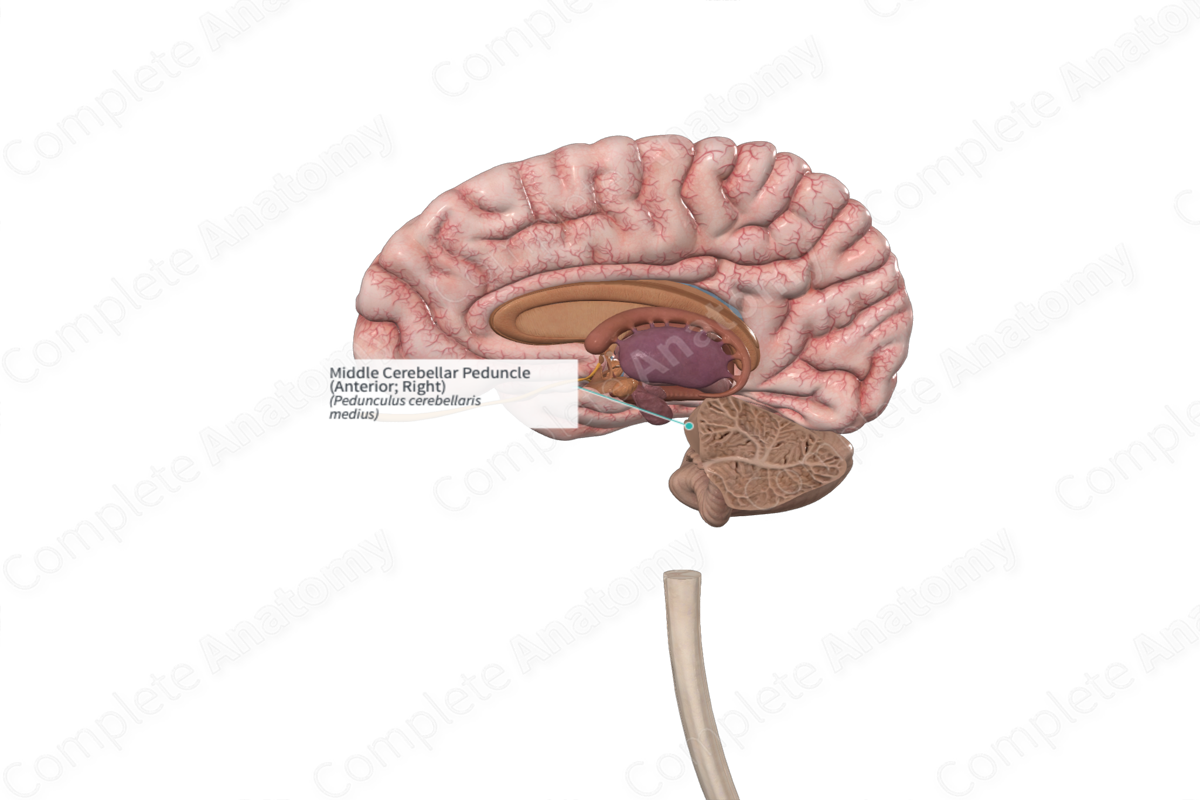 Middle Cerebellar Peduncle (Anterior; Right)