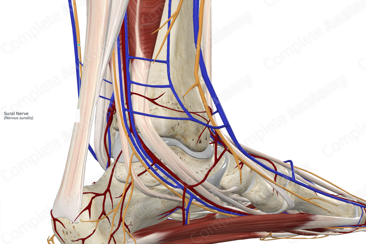 What Is Your Sural Nerve?