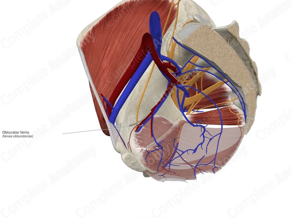 Obturator Veins