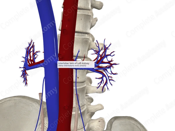 Interlobar Vein of Left Kidney