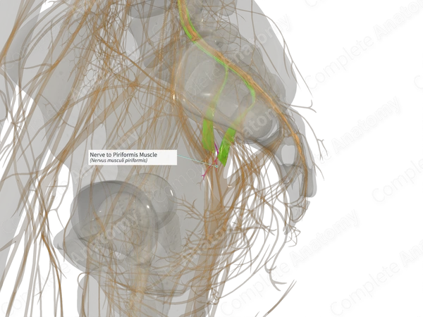 Nerve to Piriformis Muscle (Left)