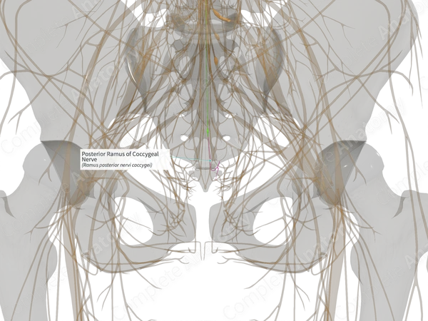 Posterior Ramus of Coccygeal Nerve (Right)