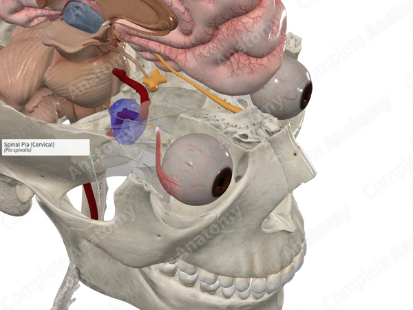 Spinal Pia (Cervical)