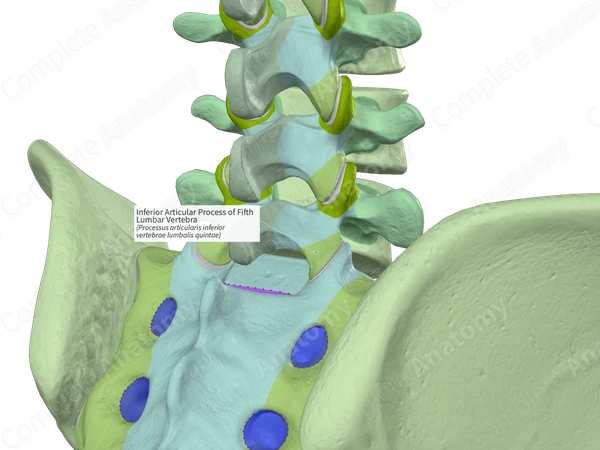 Inferior Articular Process of Fifth Lumbar Vertebra (Left)
