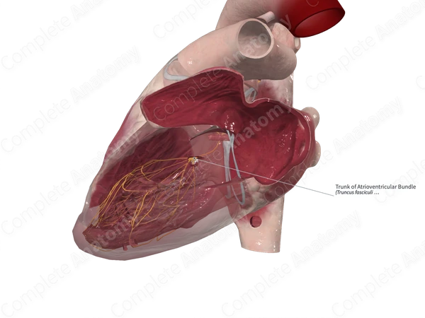 Trunk of Atrioventricular Bundle