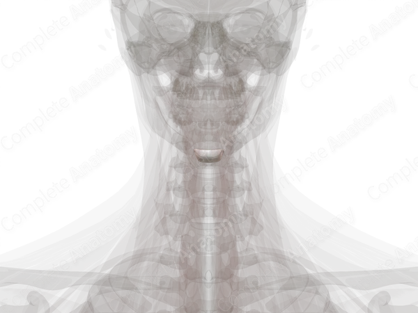Intervertebral Disc (C3-C4)