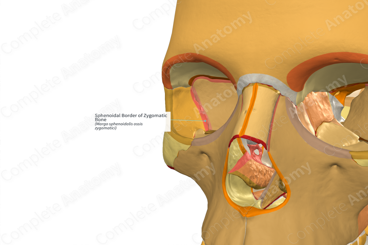 Sphenoidal Border of Zygomatic Bone
