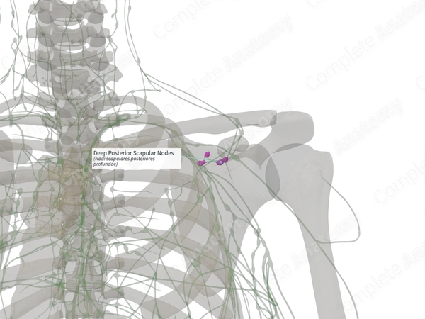 Deep Posterior Scapular Nodes (Right)
