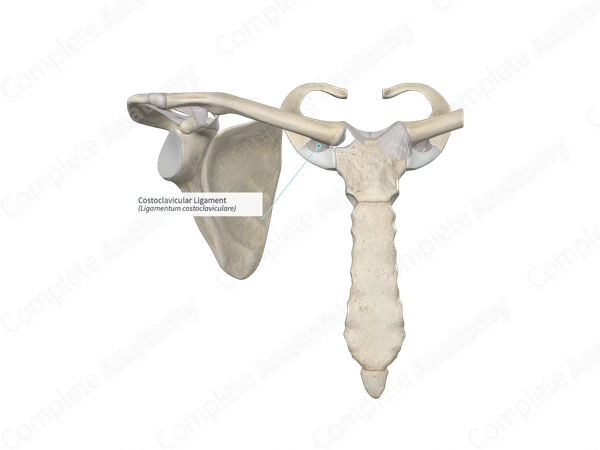 Costoclavicular Ligament
