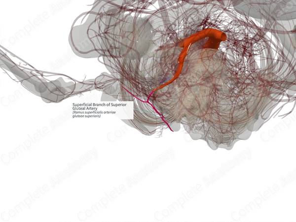 Superficial Branch of Superior Gluteal Artery (Left)