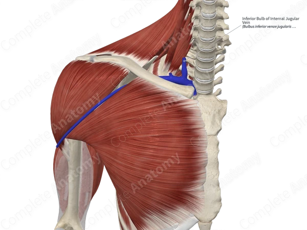 Inferior Bulb of Internal Jugular Vein