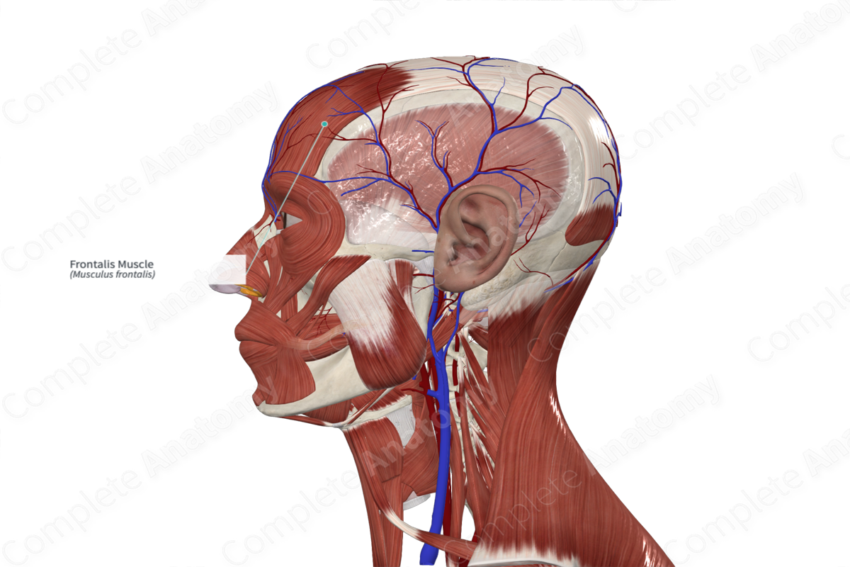 Frontalis Muscle