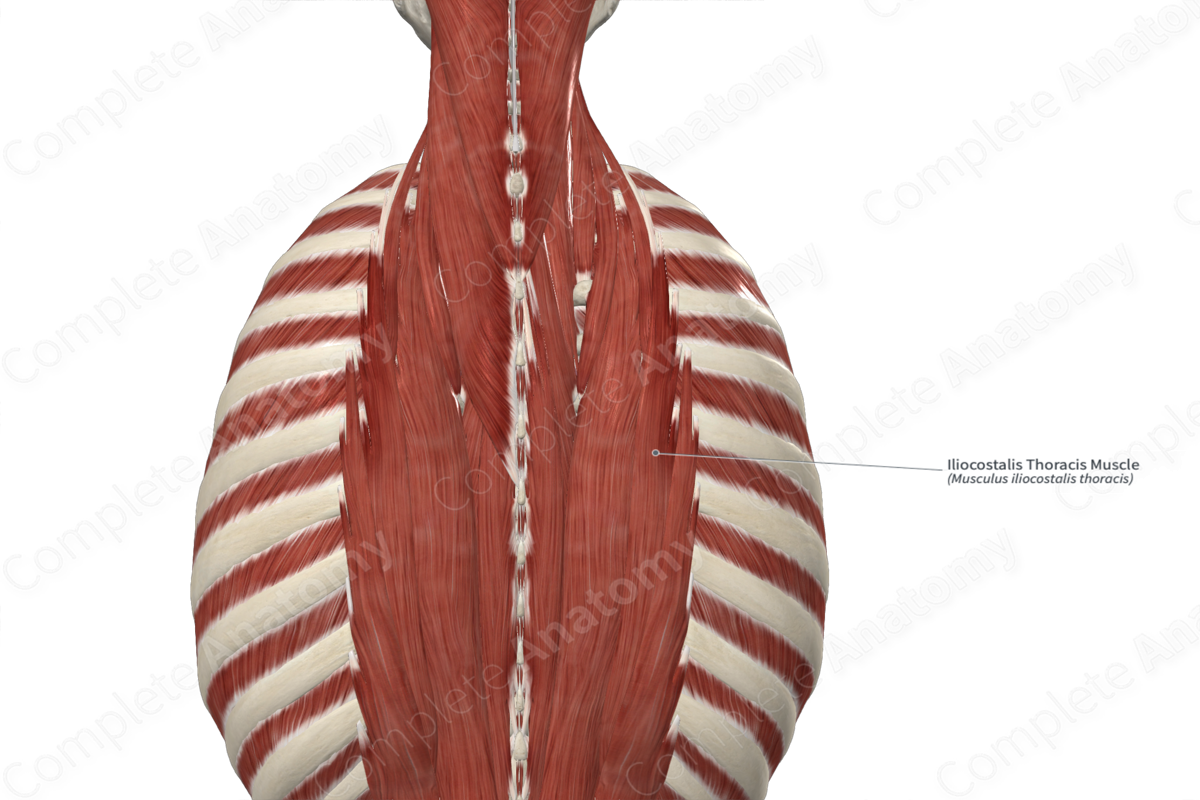 Iliocostalis Thoracis Muscle 