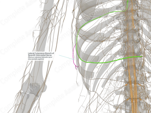Lateral Cutaneous Branch of Seventh Intercostal Nerve (Left)