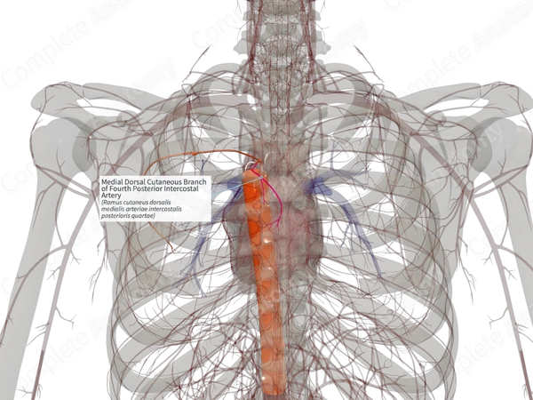 Medial Dorsal Cutaneous Branch of Fourth Posterior Intercostal Artery (Right)