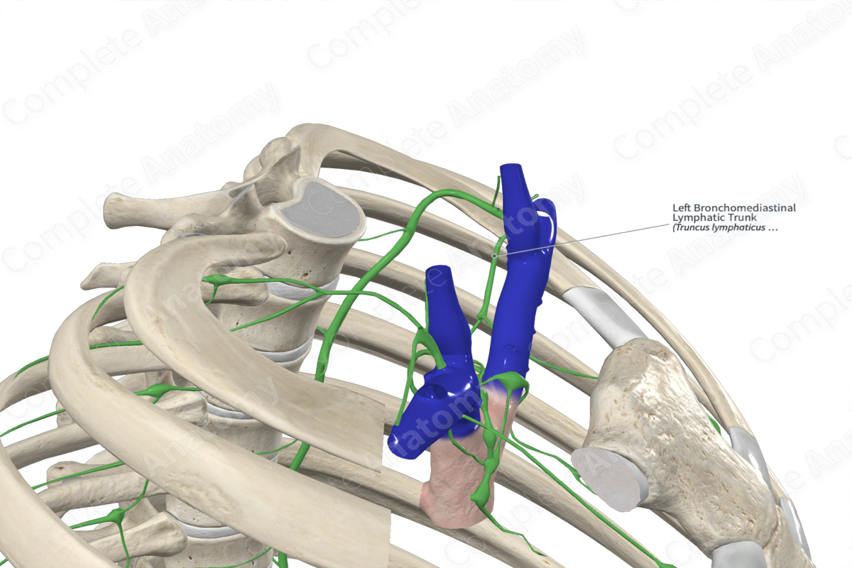 Left Bronchomediastinal Lymphatic Trunk