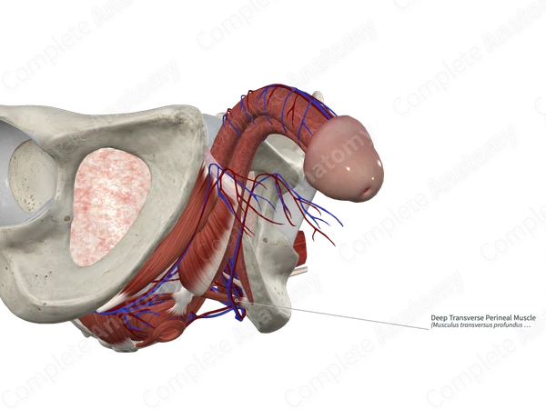 Deep Transverse Perineal Muscle