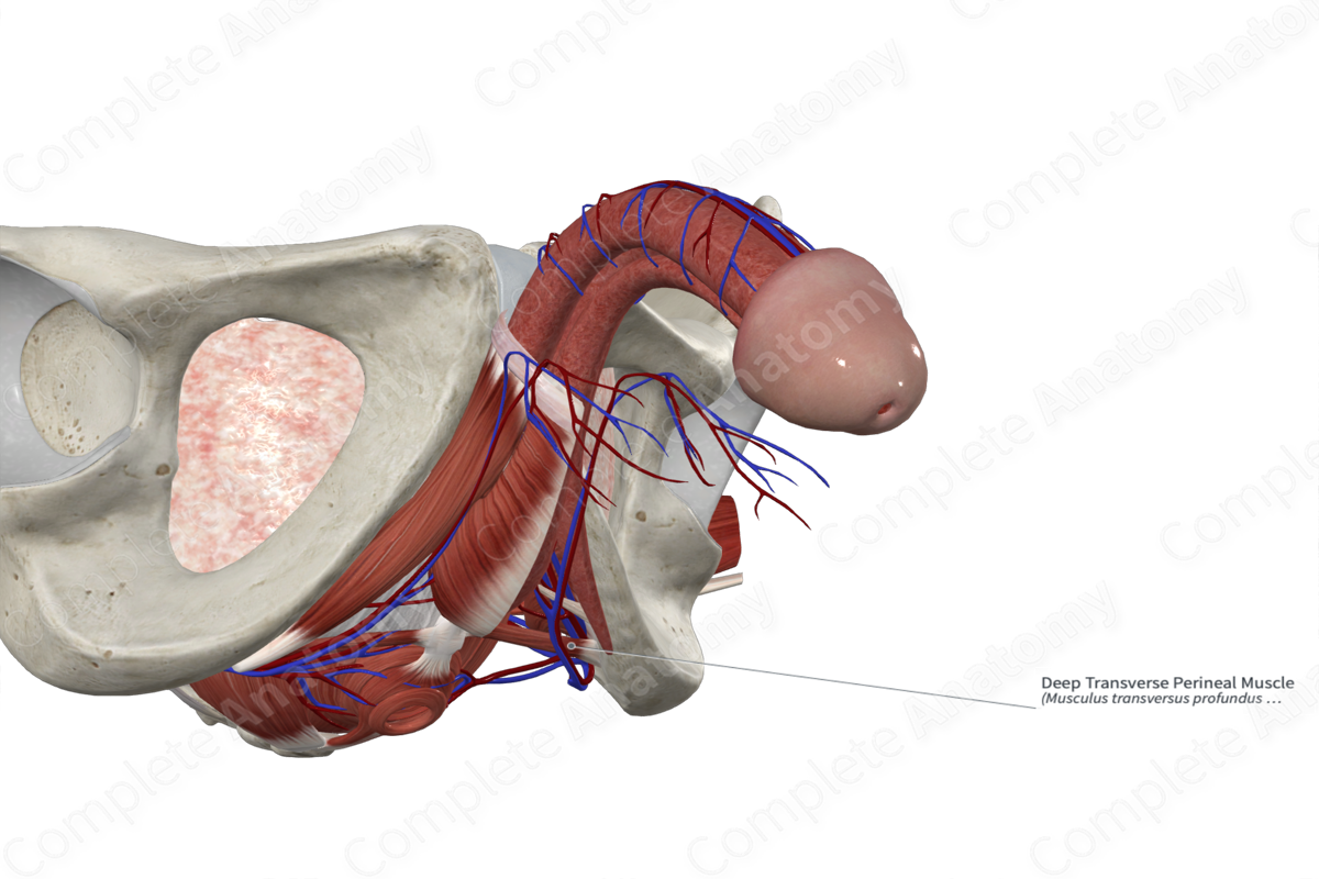 Deep Transverse Perineal Muscle 