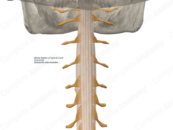 White Matter of Spinal Cord (Cervical)