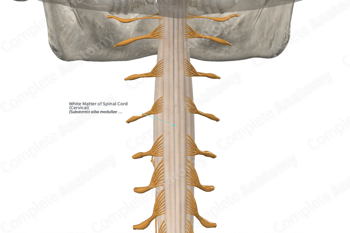 White Matter of Spinal Cord (Cervical)