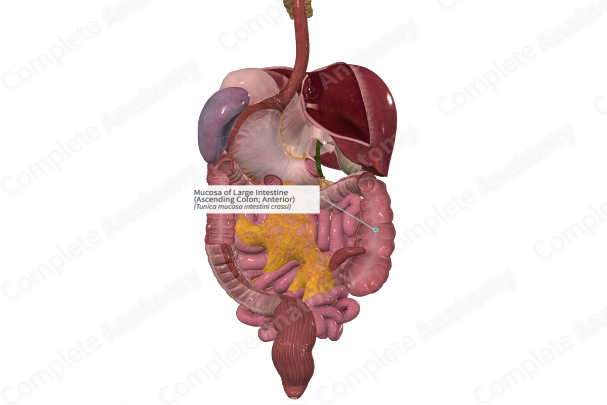 Mucosa of Large Intestine (Ascending Colon; Anterior)