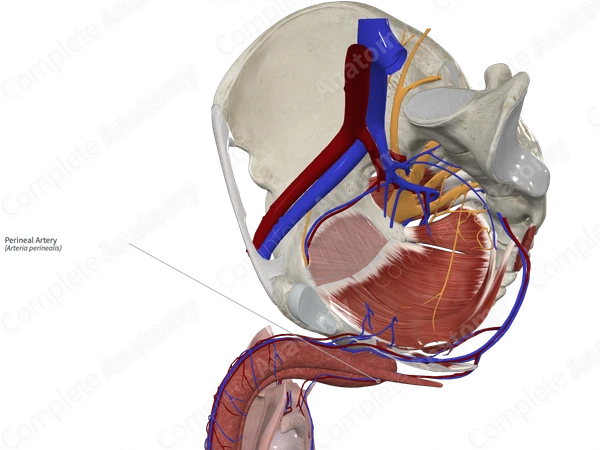 Perineal Artery 