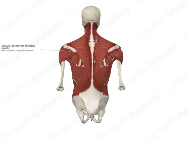 Scapular Spinal Part of Deltoid Muscle 