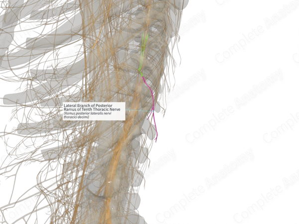 Lateral Branch of Posterior Ramus of Tenth Thoracic Nerve (Left)