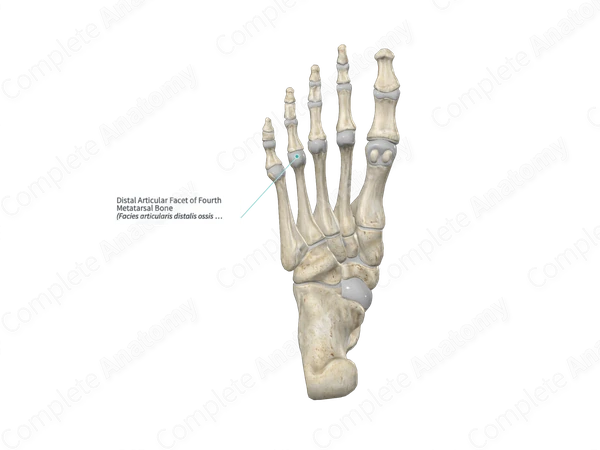 Distal Articular Facet of Fourth Metatarsal Bone