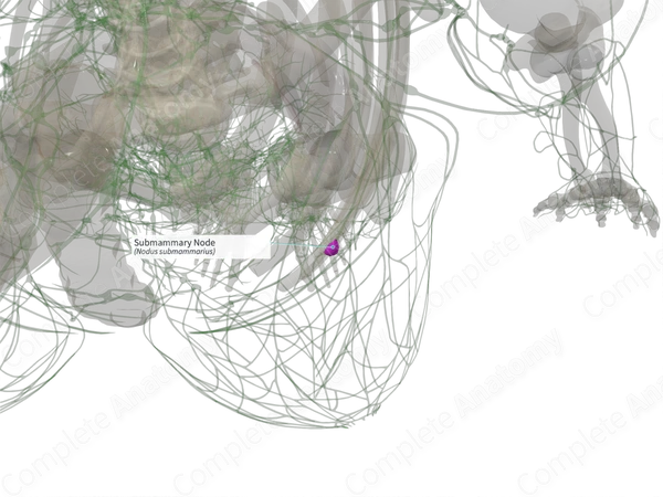 Submammary Node (Left)