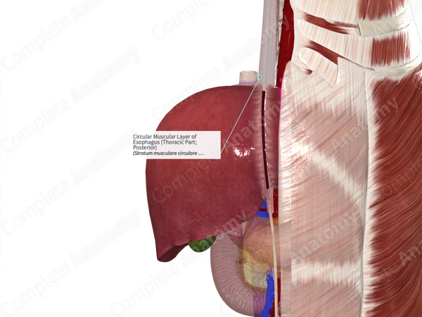 Circular Muscular Layer of Esophagus (Thoracic Part; Posterior)