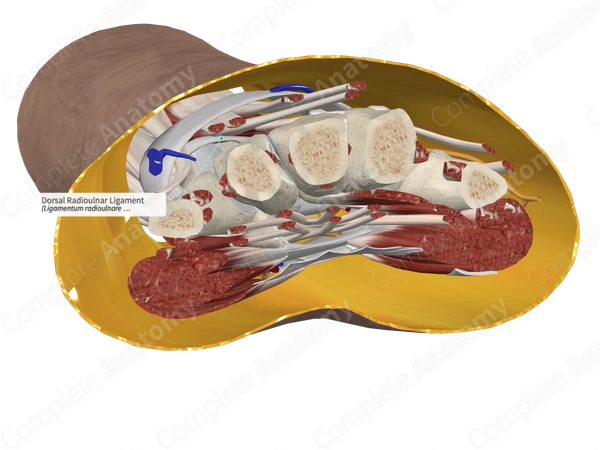 Dorsal Radioulnar Ligament 