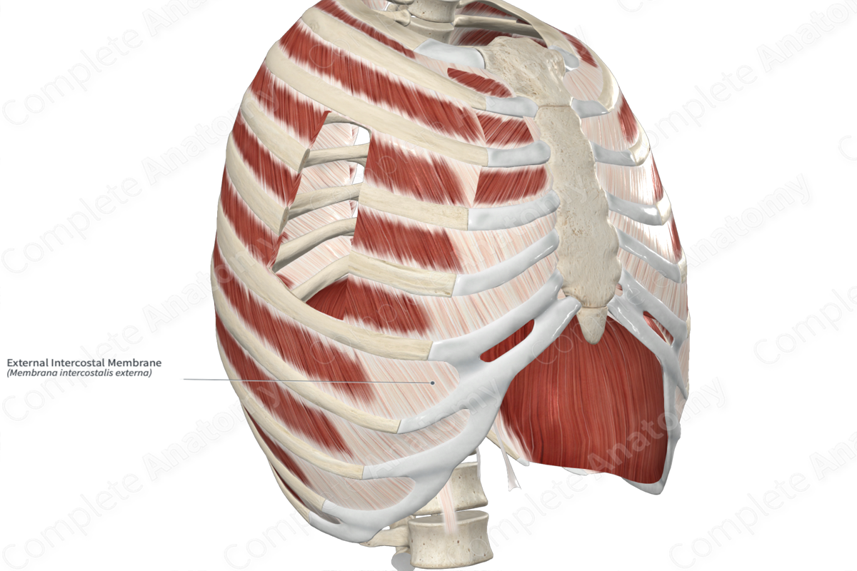 External Intercostal Membrane 