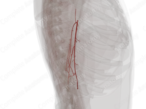 Arteries of Arm (Left)