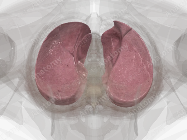 Lungs