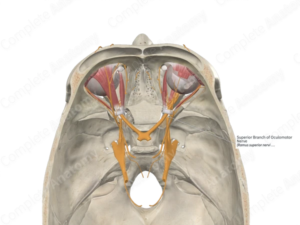 Superior Branch of Oculomotor Nerve