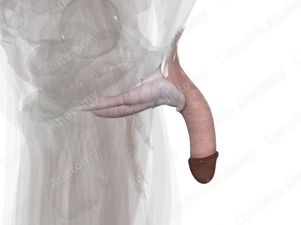 Penis