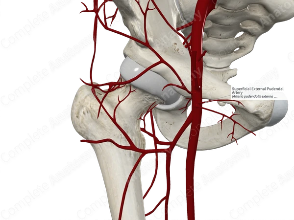 Superficial External Pudendal Artery
