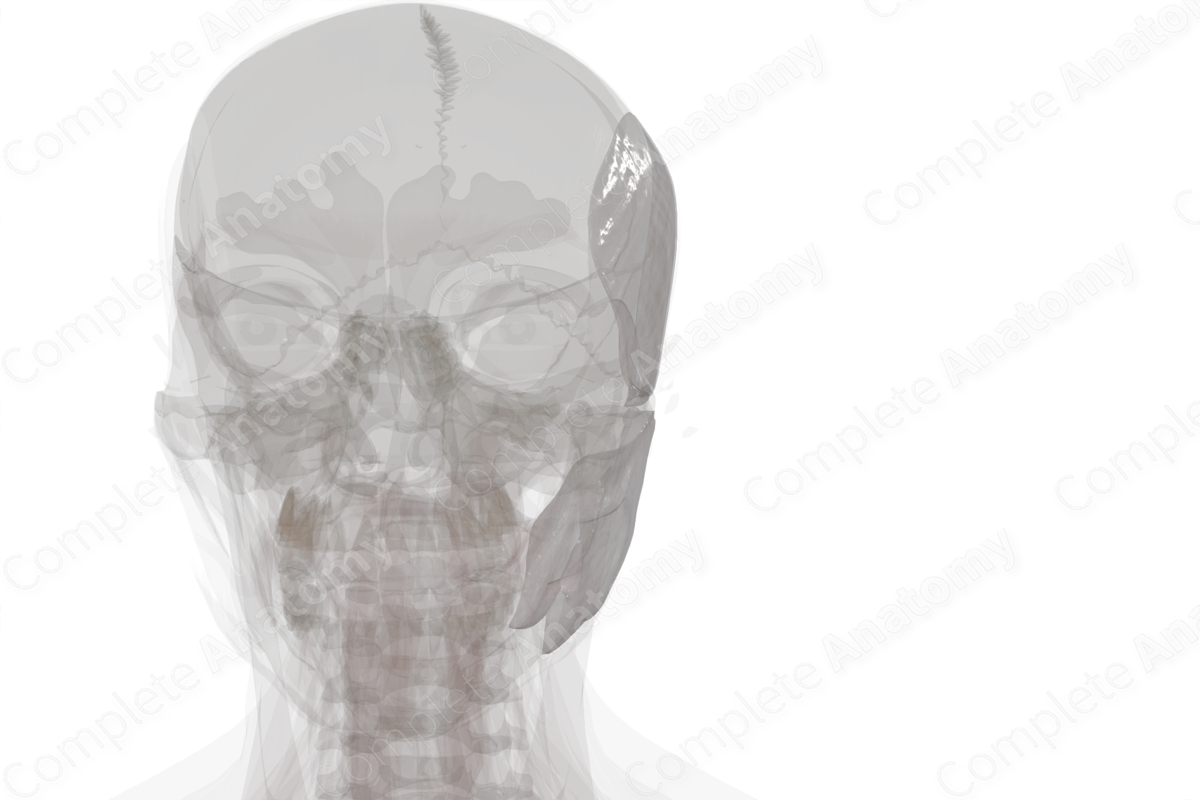 Deep Fascia of Head (Left)