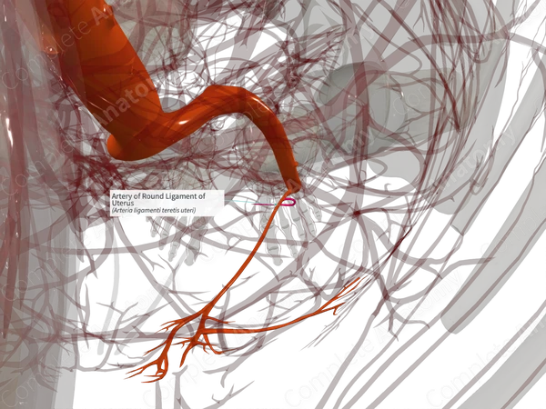 Artery of Round Ligament of Uterus (Left)