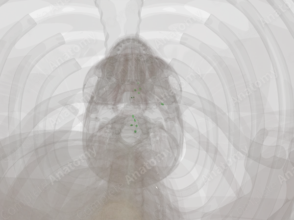 Anterior Cervical Nodes (Left)