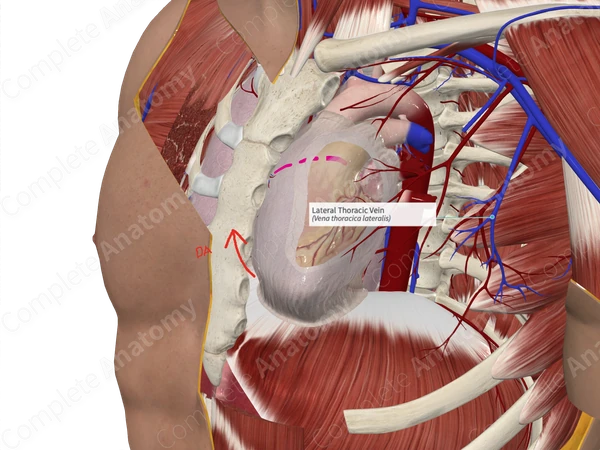 Lateral Thoracic Vein