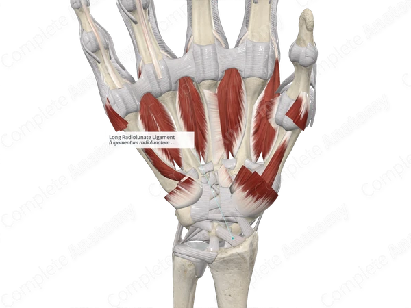 Long Radiolunate Ligament