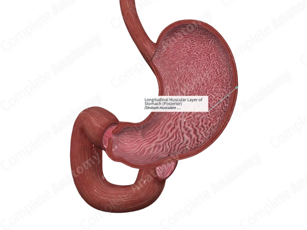 Longitudinal Muscular Layer of Stomach (Posterior)