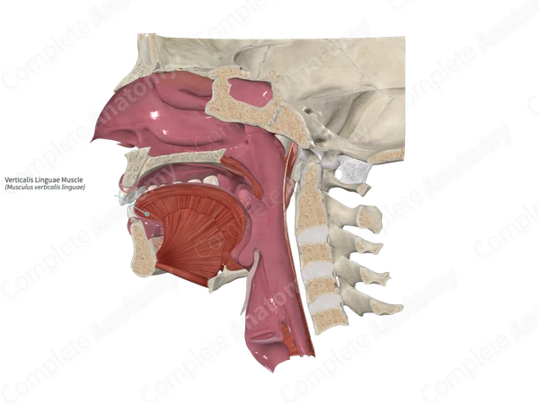 Verticalis Linguae Muscle 