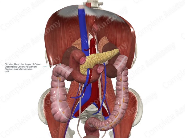 Circular Muscular Layer of Colon (Ascending Colon: Posterior)