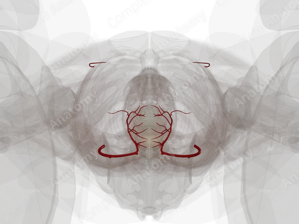 Arteries of Uterus