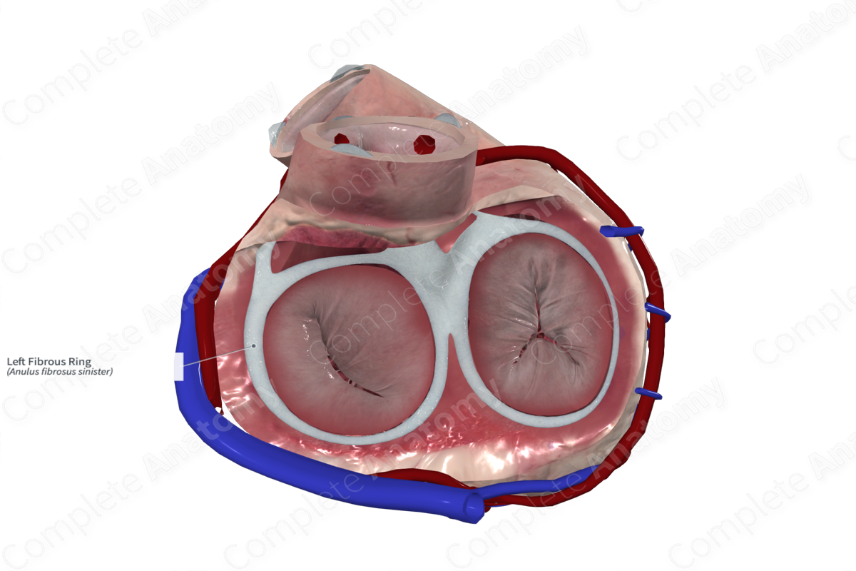 Left Fibrous Ring